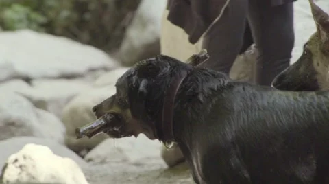 Slow motion dogs drying off Stock Footage 62850442