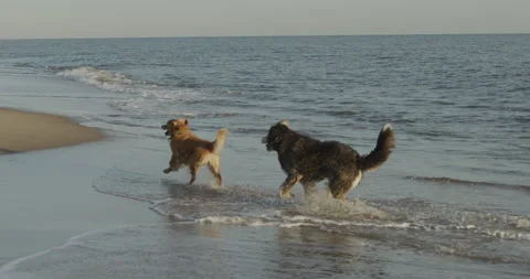 Slow Motion Dogs Stock-Footage 168439655