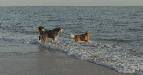 Slow Motion Dogs Playing on Beach Stock Footage 168439735