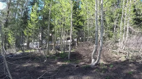 Slow Motion Dolley Through Trees Stock Footage 76813840