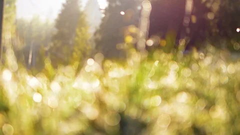 Slow motion dolly blurred green grass with water drops. 4k UHD Stock Footage 88623455