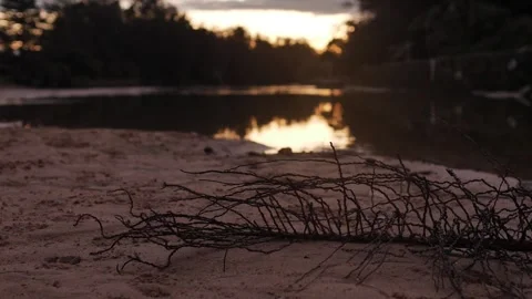 Slow motion dolly branch on sandy floor in a lagoon at sunset 4K Stock Footage 245360094