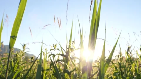 Slow motion dolly low ground behind blade of grass, sunset flares. Stock Footage 155876783