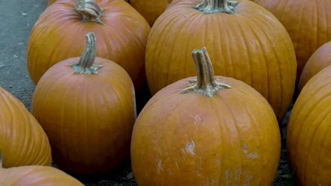 Slow motion dolly over a group of pumpkins in a pumpkin patch. Stock Footage 288168834