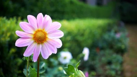 Slow motion dolly of pink a flower in garden Stock Footage 76000973