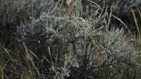 Slow motion - dolly right low angle of prairie plants in afternoon breeze Stock Footage 74758099