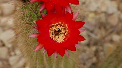 Slow Motion Dolly Shot of Bee Pollinating Inside Cactus Flower 4K Stock Footage 236763347