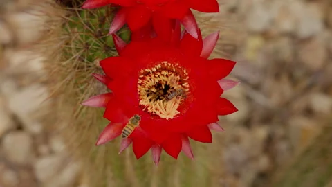 Slow Motion Dolly Shot of Bee Pollinating in Cactus Flower 4K Stock Footage 236764455