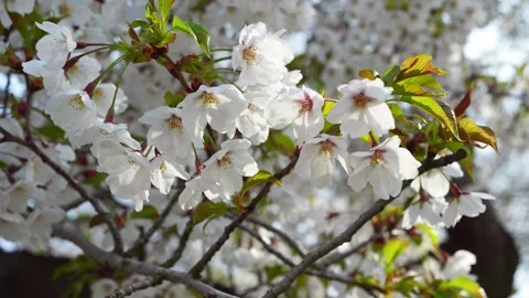 Slow-motion dolly-in shot of cherry blossoms, glowing with ethereal light Stock Footage 333192955