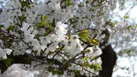 Slow-motion dolly-in shot of cherry blossoms, glowing with ethereal light Vidéo 333193028