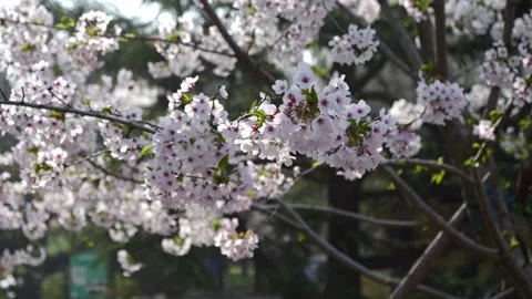 Slow-motion dolly-in shot of cherry blossoms, glowing with ethereal light Vidéo 333193168