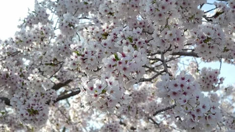Slow-motion dolly-in shot of cherry blossoms, glowing with ethereal light Vidéo 333193418
