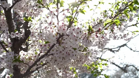 Slow-motion dolly-in shot of cherry blossoms, glowing with ethereal light Vidéo 333193676