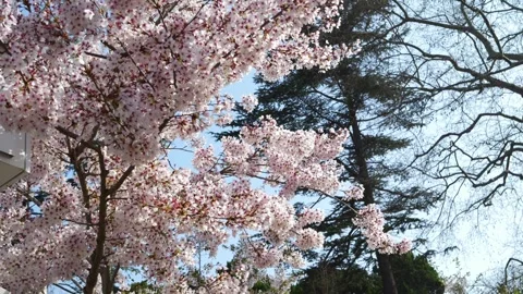 Slow-motion dolly-in shot of cherry blossoms, glowing with ethereal light Vidéo 333193789