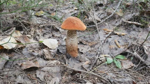 Slow motion dolly shot of edible red capped mushroom in forest. Stock Footage 336175360
