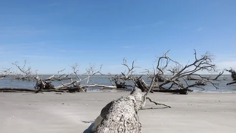 Slow motion dolly shot of fallen trees on the Atlantic coast of South Carolina. Stock-Footage 125450040