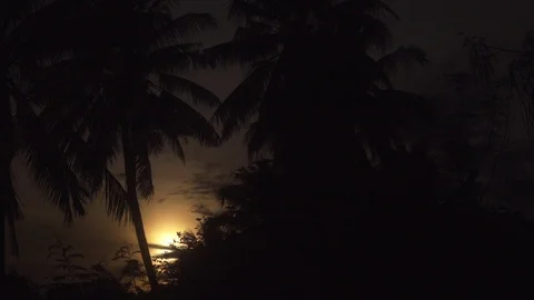 Slow motion dolly shot of sun behind the tree Stock Footage 96229403