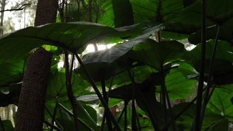 Slow motion dolly sunlight flickers through huge leaves in tropical forest Stock Footage 242993681