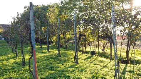 Slow motion dolly view of a vineyard in autumn at sunset Stock Footage 119543045