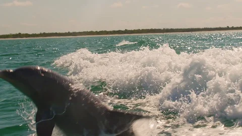 Slow motion of a dolphin jumping out of the water Stock Footage 128487591