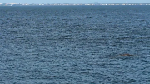 Slow motion dolphin tail coming out of the water Stock Footage 33309513