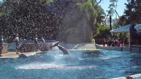 Slow motion of dolphins during a show at Sea World in Orlando, Florida Vidéo 231308259