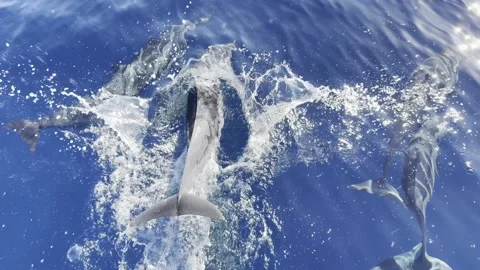 Slow motion dolphins swimming at the surface Stock Footage 338361492