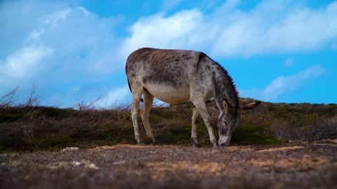 Slow motion of donkey grazing in the field Stock-Footage 95481015
