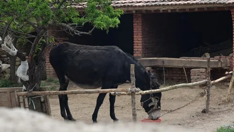 Slow motion donkey in the ranch eating Stockbeeldmateriaal 154581609