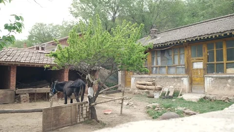 Slow motion donkey in the ranch next to old farm house Stockbeeldmateriaal 154581814