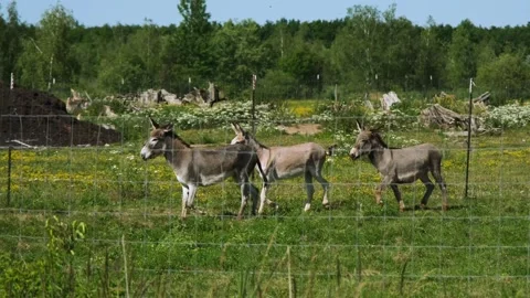 Slow-Motion Donkeys Running Across a Green Pasture Stock Footage 322220675