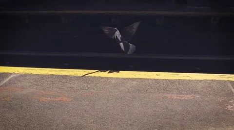Slow motion dove flying up Video stock 62782351