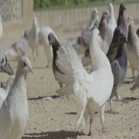 Slow motion of doves feeding in park Stock Footage 69464735