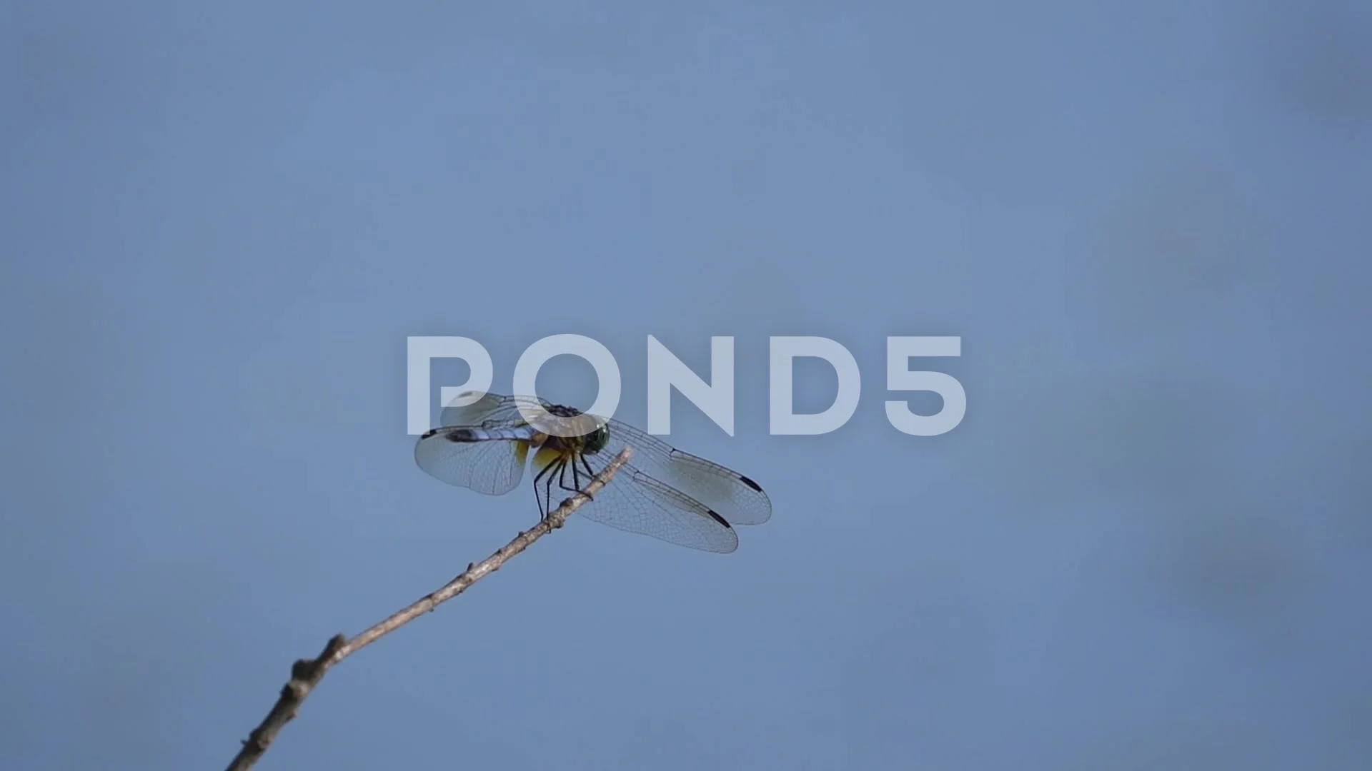 dragonfly flying slow motion