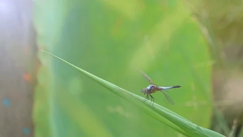 Slow motion dragonfly catching grass  Stock Footage 82742243