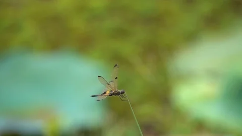 Slow motion dragonfly catching top grass  库存影片 82741740