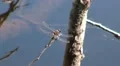 Slow motion Dragonfly close up on branch over pond HD Footage