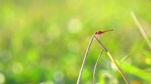 Slow motion dragonfly flying catch on grass on morning nature Stock Footage 99808199