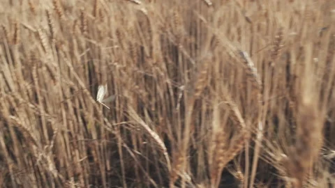 Slow motion dragonfly flying in the field of wheat Stock Footage 134839296