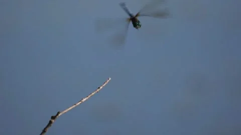 Slow motion dragonfly Stock Footage 220560320