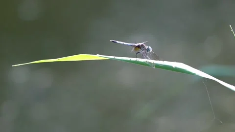 Slow motion dragonfly Stock Footage 220560324