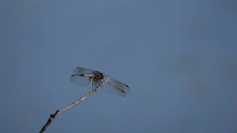 Slow motion dragonfly Stock Footage 220560325