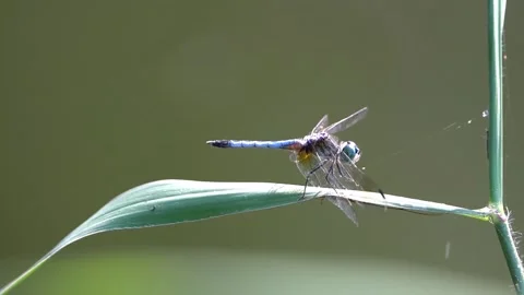 Slow motion dragonfly Stock Footage 220613323