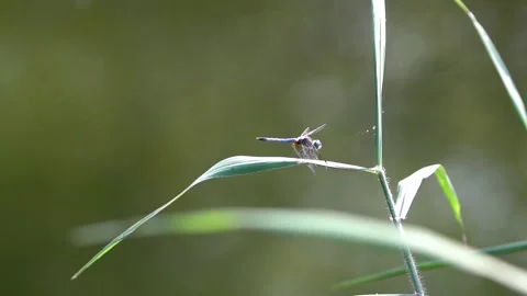 Slow motion dragonfly Stock Footage 220613328
