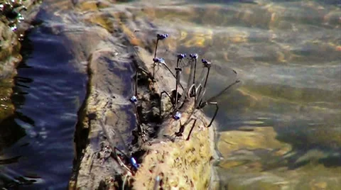 Slow Motion of a Dragonfly Party Vídeos de archivo 41511011