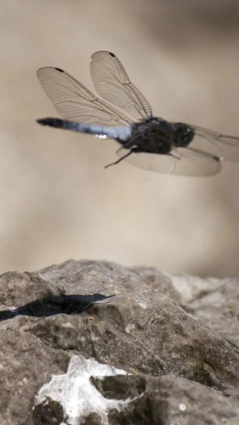 Slow motion of a dragonfly resting on a rock by the water Stock Footage 341273533
