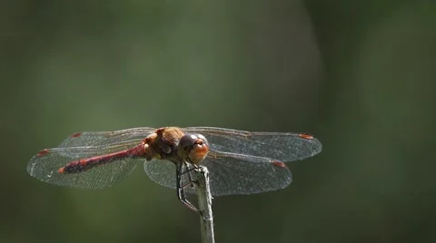 Slow motion of a dragonfly starting and landing 库存影片 55128469