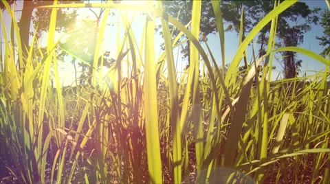 Slow motion dreamy grass in sunlight. Stock Footage 32936736