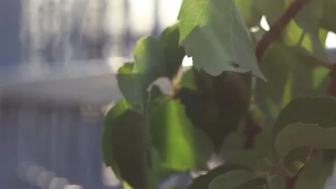 Slow Motion Dreamy Tree Branches by the Iron Fence (Vintage Lens) Stock Footage 214388670