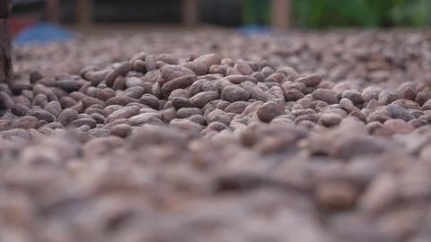 Slow motion Dried cocoa beans under the sun and Cocoa beans selection. Video stock 120000621